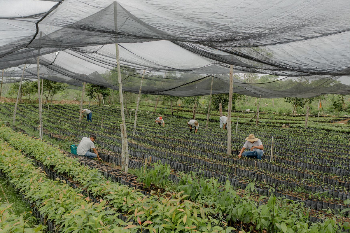 Piantumazione della GECO Jungle nella regione del Petén, in Guatemala