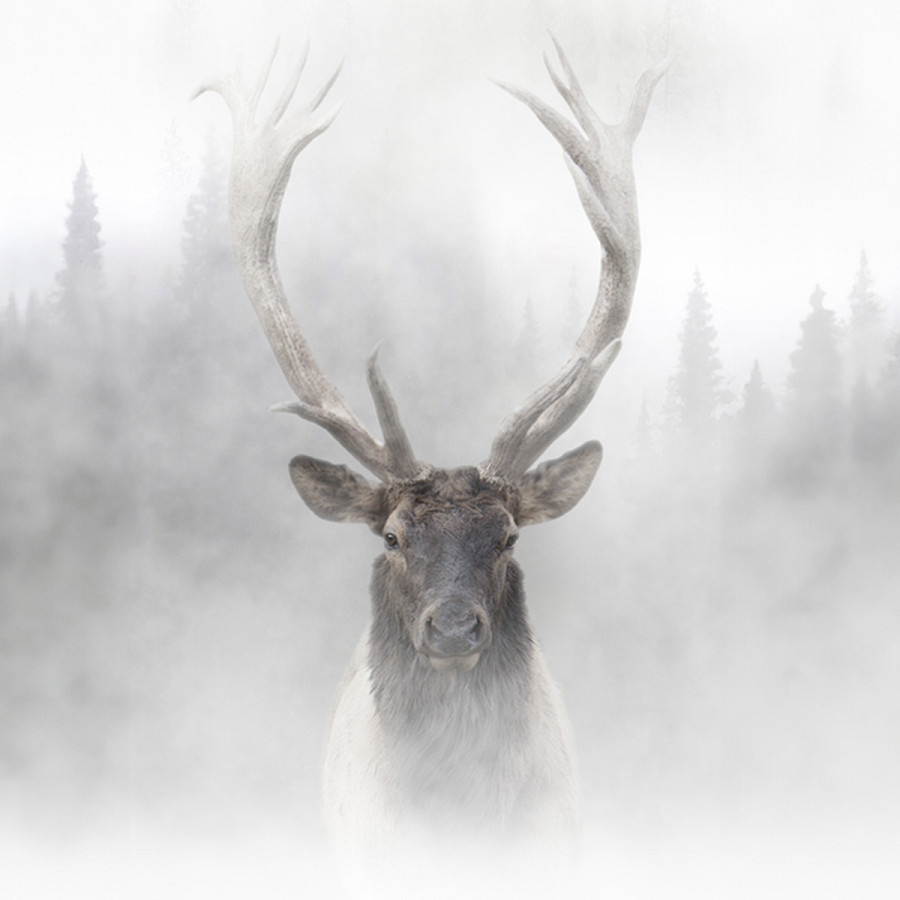 Elk, alce delle Montagne Rocciose, 2018