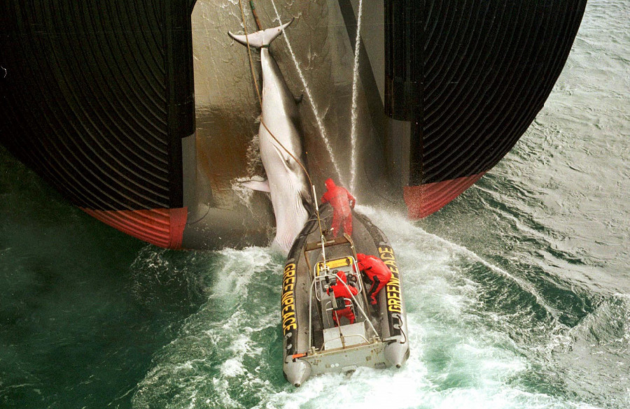 Greenpeace ha mostrato per prima al mondo intero le crudeltà di cacciatori, baleniere e petroliere