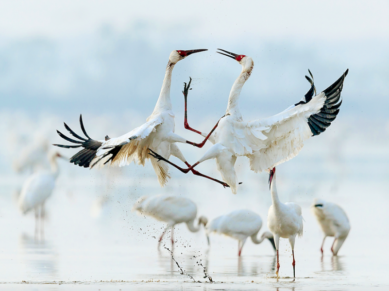 Lago di Poyang, Nanchang, Cina - Due gru bianche siberiane lottano, danzano o si corteggiano? (Photo Xinhua)
