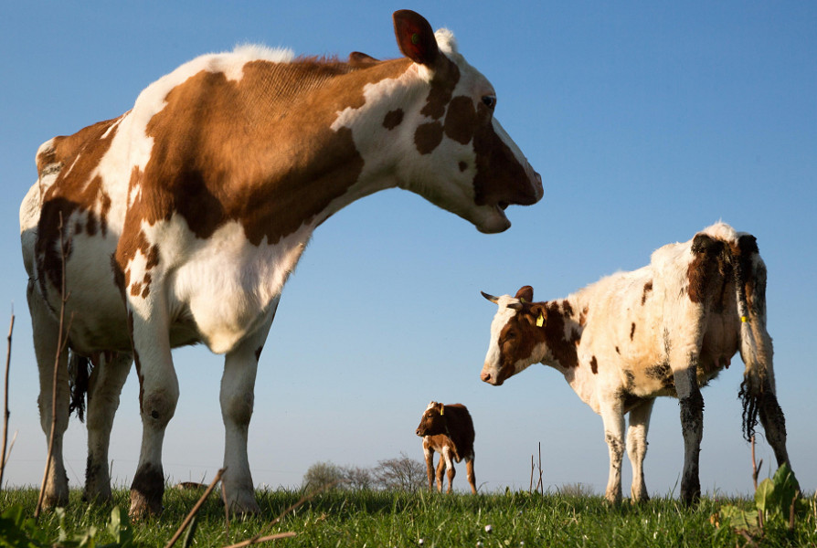 Tra le pratiche biodinamiche di Rudolf Steiner, spicca il "cornoletame": un composto da sotterrare in un corno di vacca per ottenere grandi raccolti
