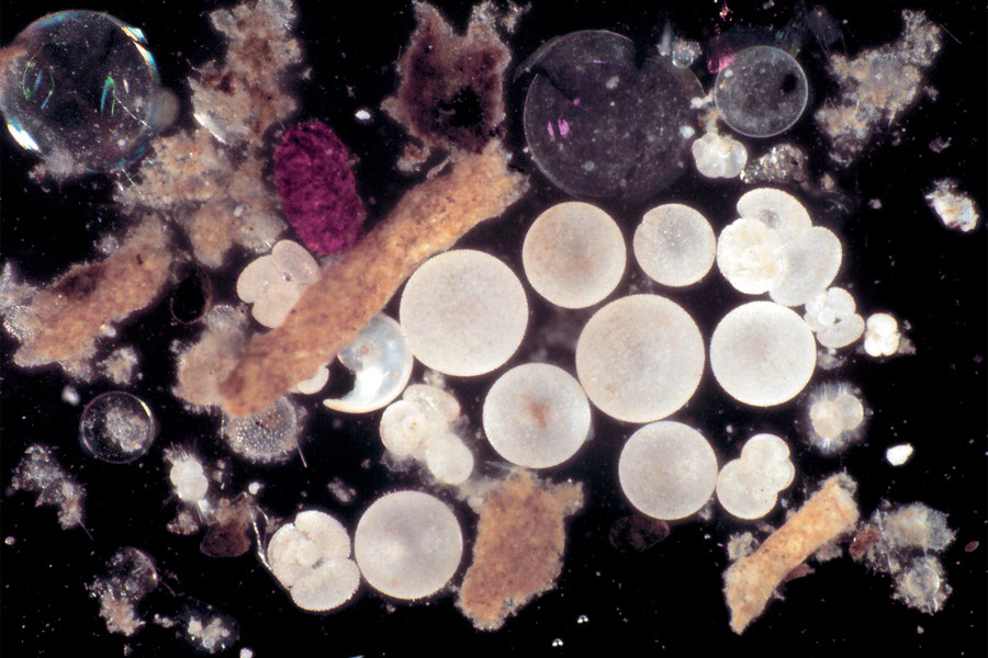Una delle prime fotografie di un campione di sedimento mostra pellet, aggregati e conchiglie che compongono la "neve marina." (Istituto oceanografico Woods Hole)