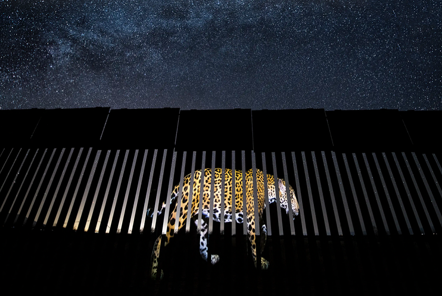 "Another Barred Migrant" di Alejandro Prieto, vincitore del Wildlife Photojournalism 2019 (dal sito www.nhm.ac.uk)