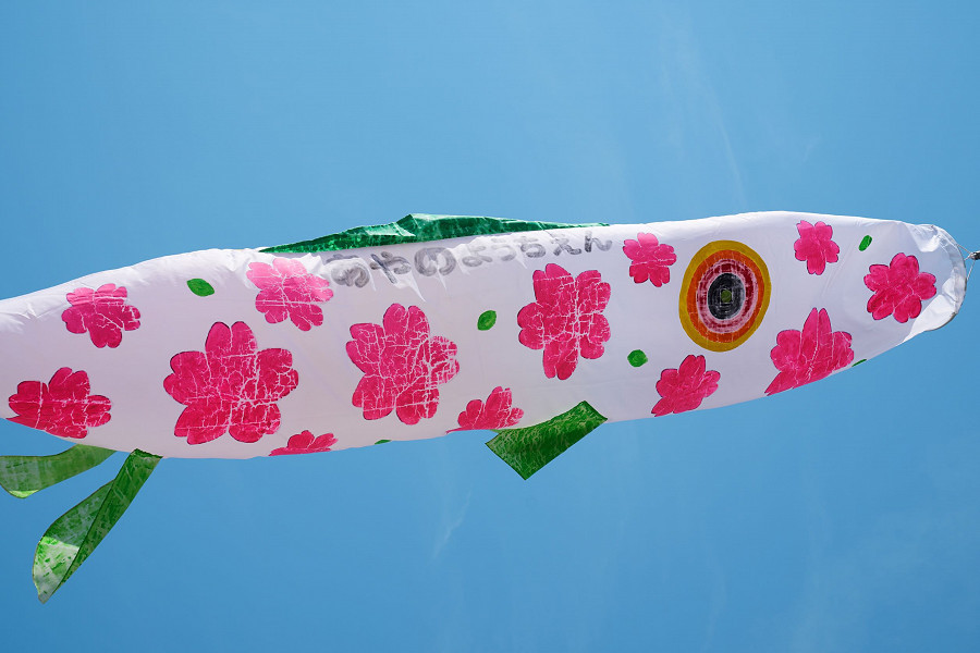 Koshigaya (Giappone). Per celebrare la festa dei bambini del 5 maggio, nella prefettura giapponese di Saitama, le famiglie alzano in volo un festone con le sembianze di una carpa. Pregando affinché i piccoli possano vivere un'esistenza felice 