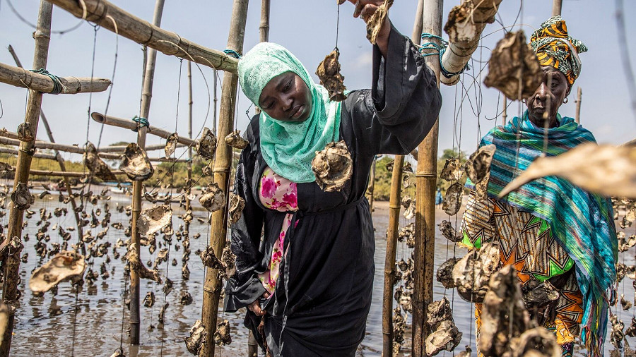Due donne della TRY Oyster Women’s Association in un allevamento alla foce del fiume Gambia. (NATIONAL GEOGRAPHICS/JASON FLORIO)