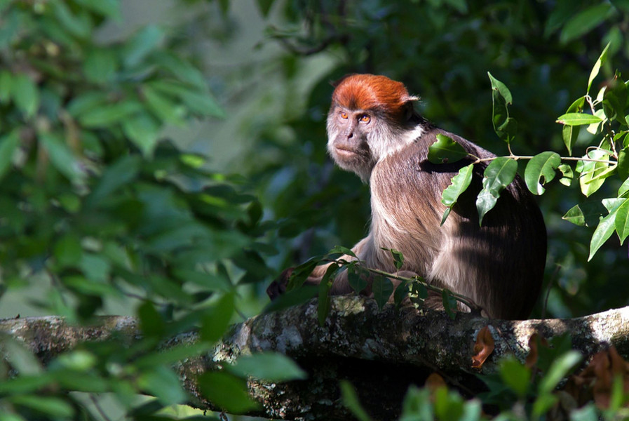 Una scimmia nel parco di Kibale, che presenta la più alta densità di popolazione di primati dell'Africa. Gli alberi di questo polmone verde sono ricchi di tutti i tipi di scimmie.