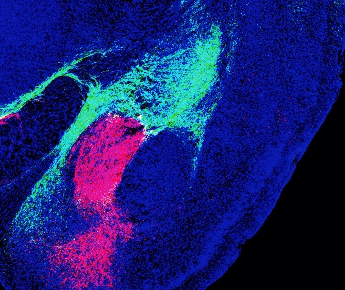 In verde la regione del talamo e in rosso la regione del tronco encefalico che inviano segnali all’amigdala