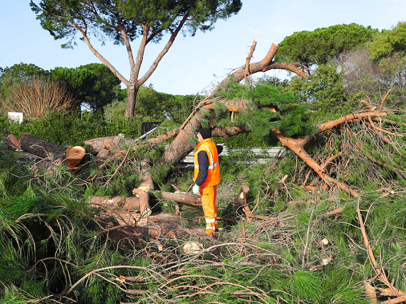 Un albero caduto a causa del forte vento sul litorale romano, nel dicembre 2019. 