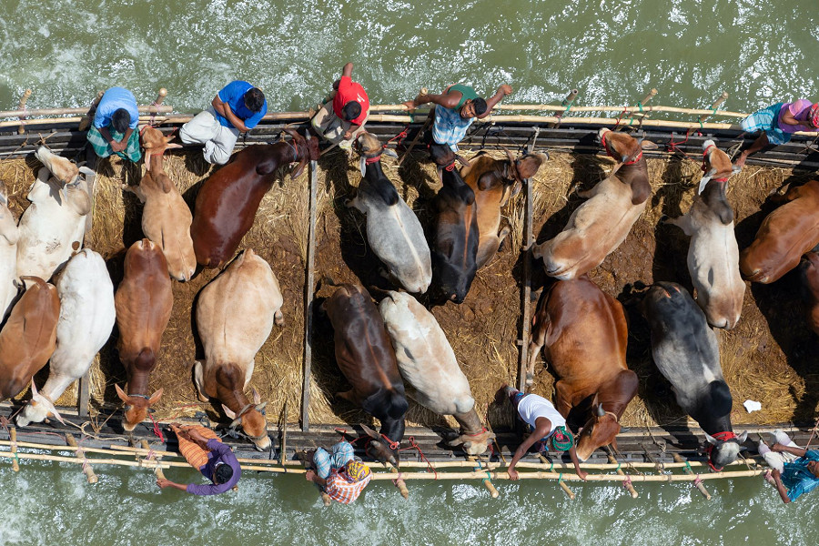 Europa: il trasporto di animali vivi è disastroso