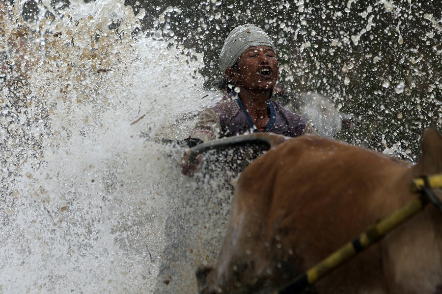 Pariangan (Indonesia). Un fantino indonesiano viene travolto da getti d’acqua e fango durante la tradizionale corsa delle mucche Pacu Jawi nelle fangose risaie non coltivate della Sumatra occidentale. Gli agricoltori la organizzano prima dell'inizio della nuova stagione del raccolto o per celebrare il successo della stagione del raccolto.