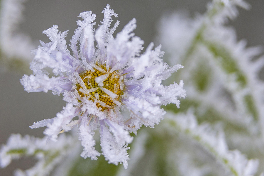 Nagykanizsa (Ungheria). Piccoli cristalli di ghiaccio ricoprono una margherita in un pascolo all'alba. Un’ondata di freddo invernale ha fatto accumulare la brina sulle piante, persino su fiori e fogliame. 