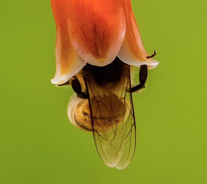 Los Angeles (California). Un'ape raccoglie nettare e polline da un fiore color arancione intenso