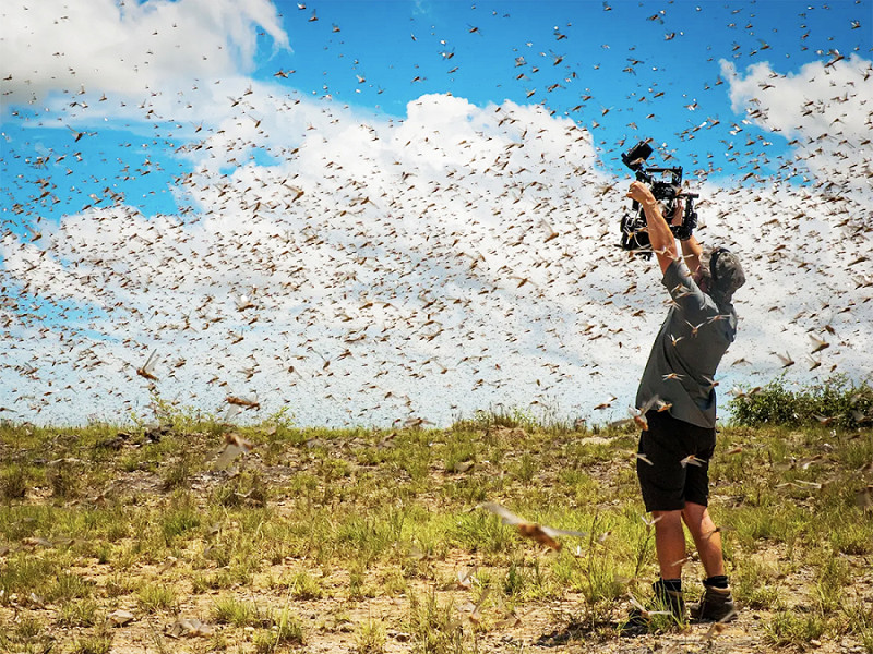 Cameraman Rob Drewett films a swam of locusts in Madagascar.