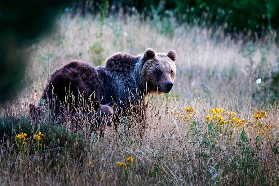 (Villalago, L'Aquila). Una femmina di orso marsicano si aggira nella vegetazione con i suoi cuccioli.