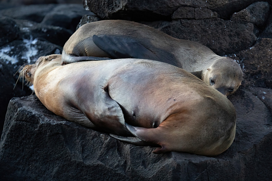 Leone marino con il suo cucciolo fotografati a Isla San Cristobal (Galapagos)