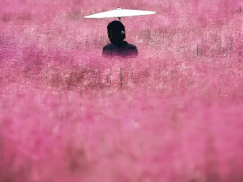 Hangzhou (Cina). Una turista &egrave; avvolta dall&rsquo;erba muhly rosa, in piena fioritura, nella provincia orientale cinese dello Zhejiang. La Muhlenbergia capillaris &egrave; una pianta pu&ograve; essere alta dai 30 ai 90 centimetri.