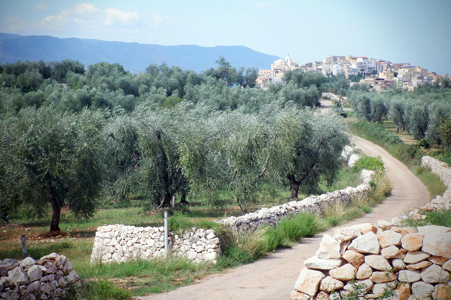 Promontorio del Gargano, (Foggia), alberi di ulivo per la produzione di olio di oliva</p>
<b></b>