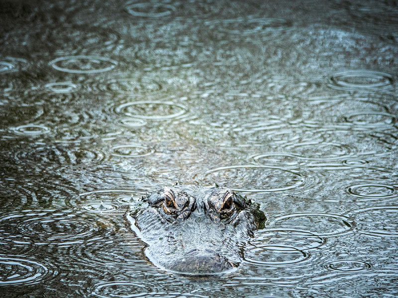 Orlando (Florida). Un coccodrillo nuota nel lago di Gatorland Park. Secondo il Dipartimento dell'Agricoltura Usa molti rettili sono sensibili alle variazioni della temperatura legate ai cambiamenti climatici, che possono alterare i loro habitat.