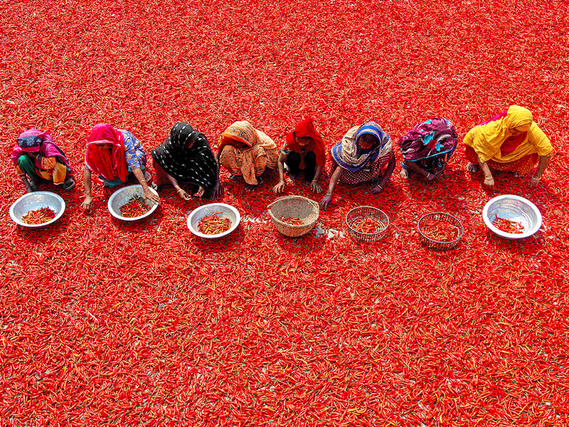 Bogra (Bangladesh). Un gruppo di lavoratrici esamina una marea rossa di peperoncini. In fila, dopo il processo di essiccazione, le raccoglitrici pagate meno di 3 sterline per 9 ore di turno individuano quelli di buona qualit&agrave;, poi li confezionano e li portano al mercato locale: qui le aziende li comprano per trasformarli in polvere.
