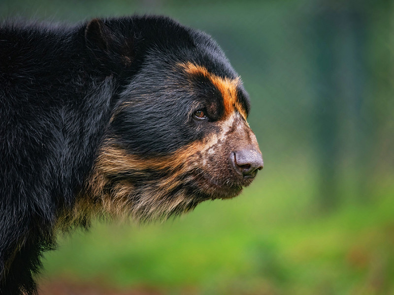 Un programma di conservazione in Colombia ha identificato almeno 60 orsi "Paddington" in aree in cui non erano mai stati avvistati prima, dando agli ambientalisti la speranza che la specie possa stabilizzarsi.