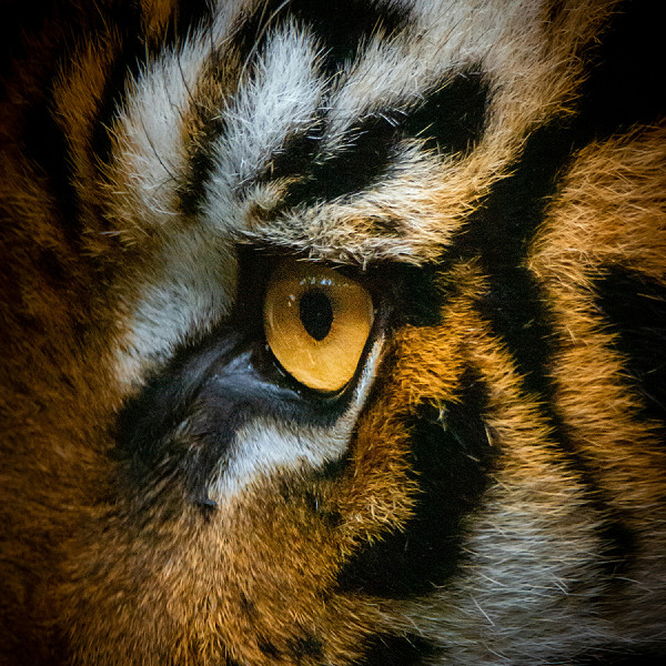 Giava (Indonesia). Grazie alle fototrappole e all'analisi approfondita del Dna, gli ambientalisti indonesiani sperano di trovare ulteriori prove della sopravvivenza in natura della tigre di Giava, una specie dichiarata estinta.