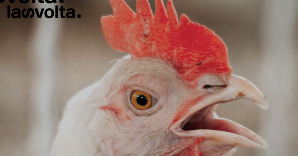 Pollo: legale o illegale?
