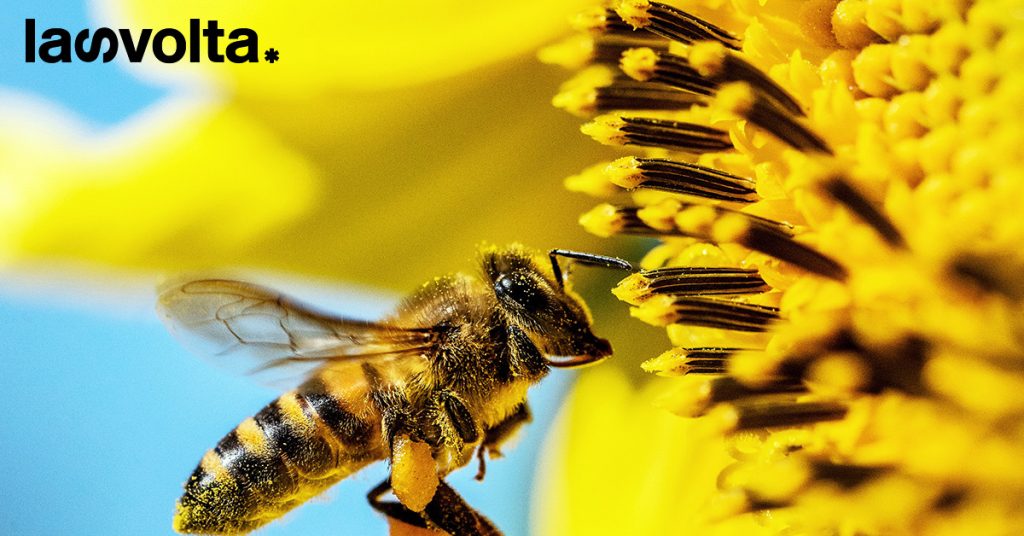 La scomparsa degli impollinatori causa oltre 500.000 morti l’anno