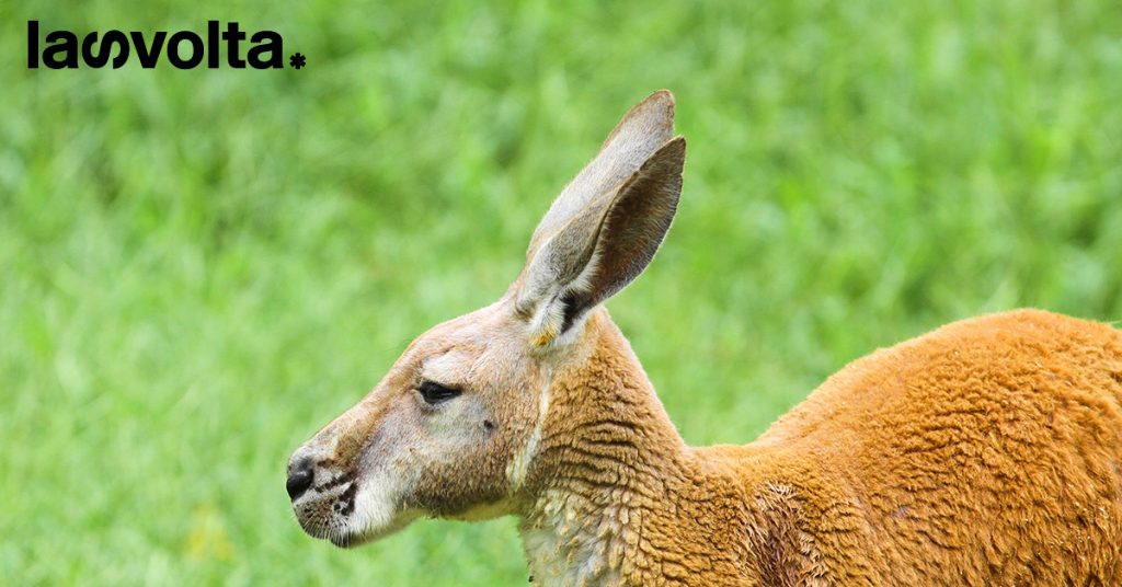 Nike e Puma non utilizzeranno più la pelle di canguro