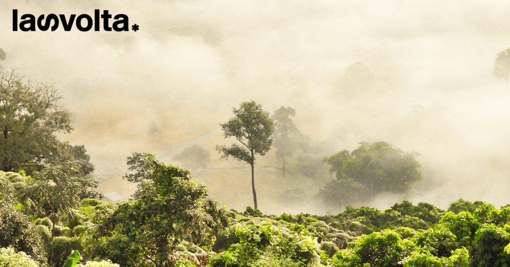 Amazzonia: a riforestarla ci pensano le startup