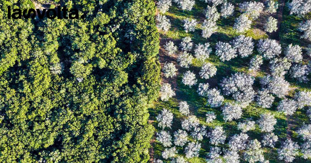 A 10 anni dal suo scoppio, la Xylella affligge ancora la Puglia