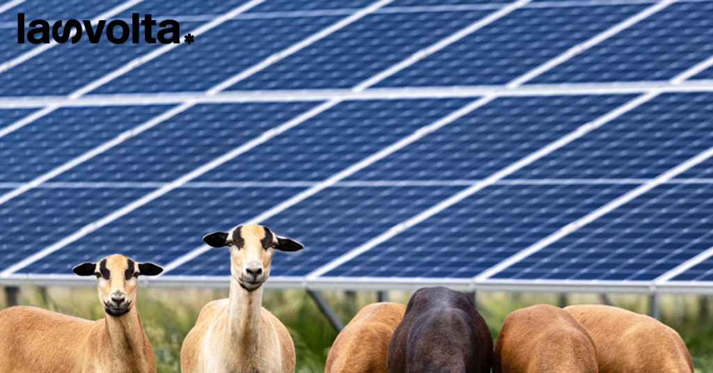 Coldiretti: l’agrovoltaico non rubi spazio alle colture