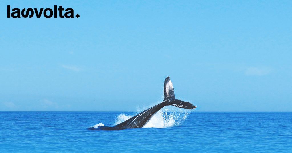 Balena, la caccia continua. Non potremmo invece ammirarti da lontano?