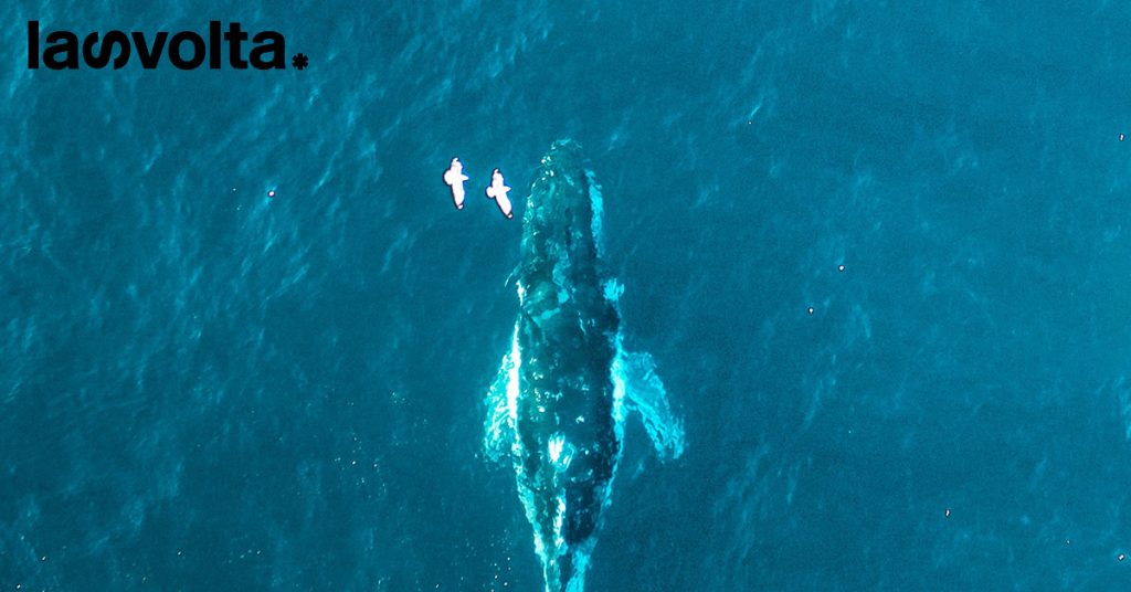 Mediterraneo, perché la biodiversità è a rischio
