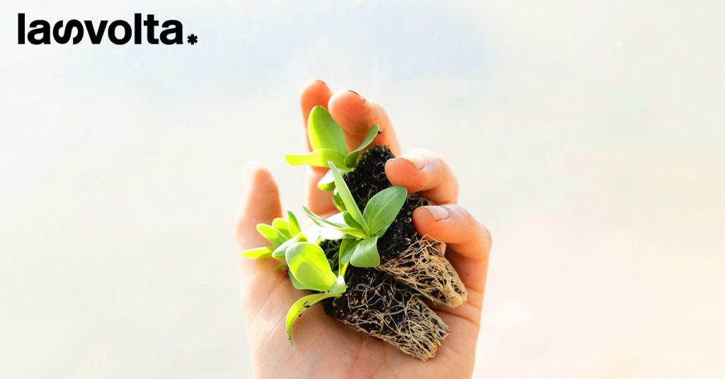 Piante forti, ottima alimentazione