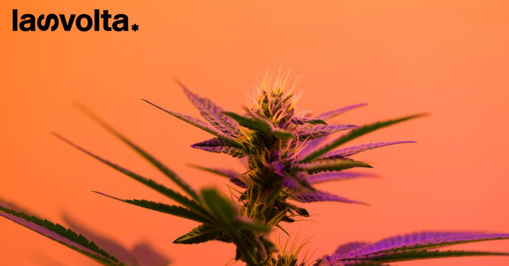 Cannabis: la Germania fa un passo avanti. E l’Europa?