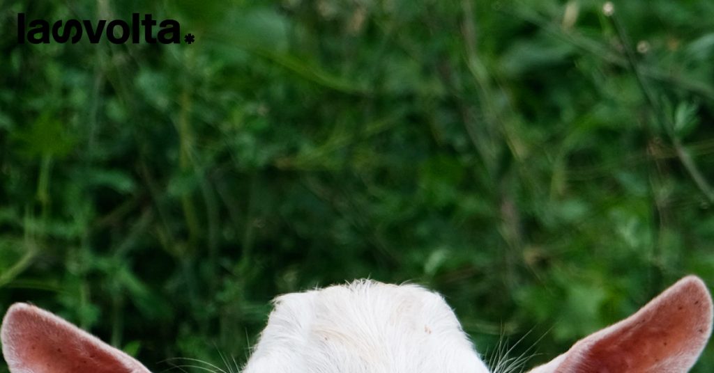 La bambina e il capretto Cedar: come l’industria della carne ci anestetizza