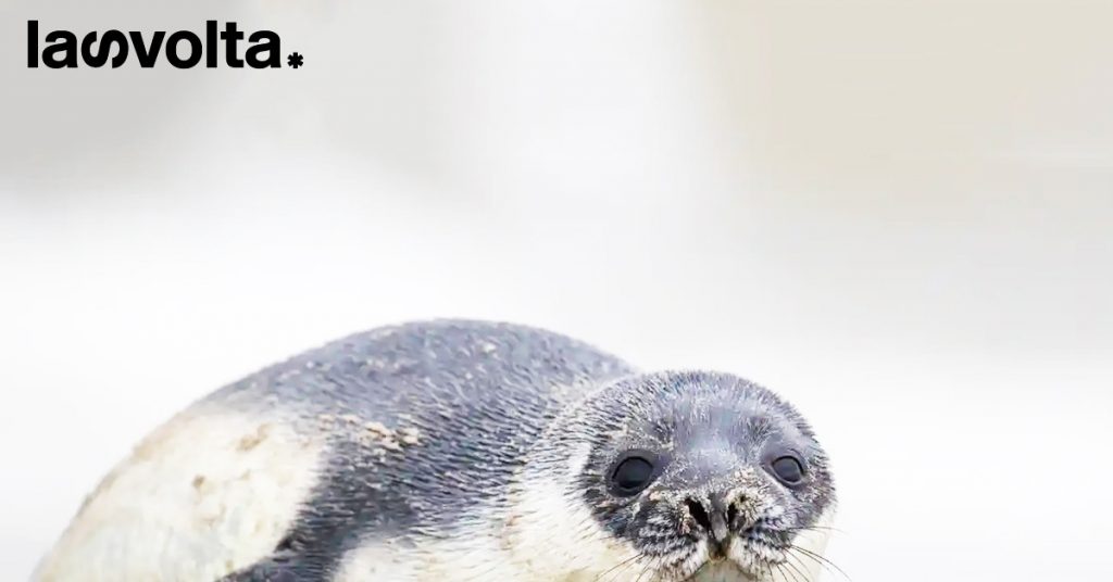 Dai Paesi Bassi ecco Willem, un raro cucciolo di foca