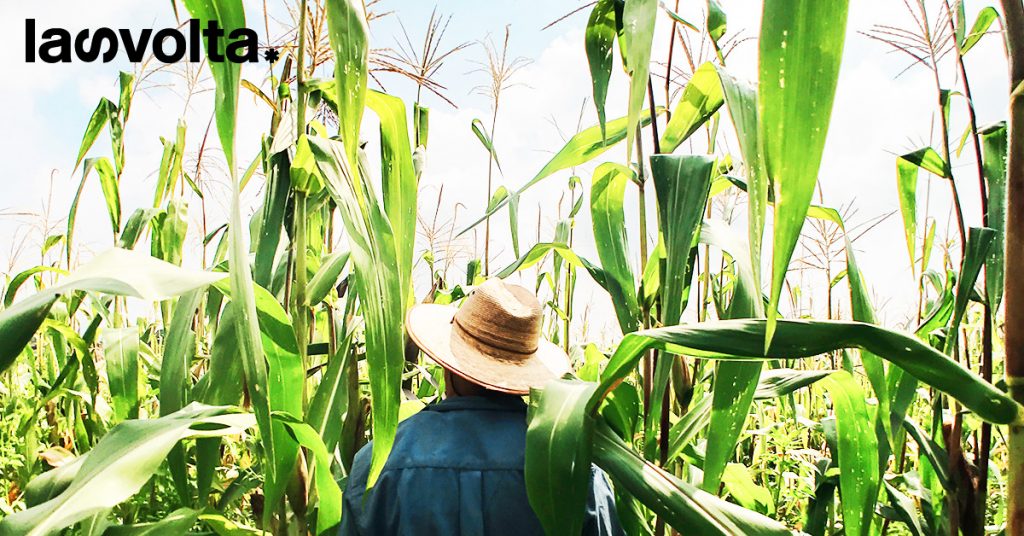 Agricoltura, ti stiamo tutelando davvero?