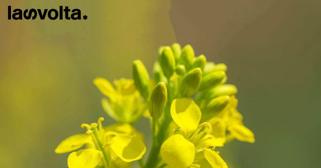 Camelina, Carinata: piante per dare una spinta all’industria bio