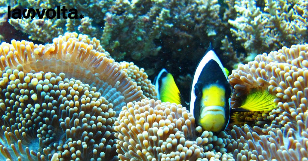 Deep sea mining: problema o soluzione?