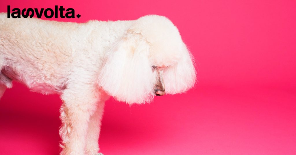 Cani: come educare un cucciolo in modo naturale