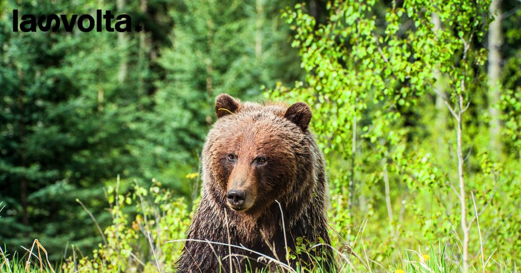 Morte orso M62: documenti autopsia a indagini concluse