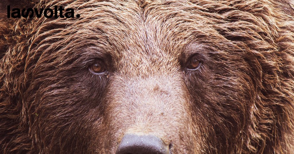 Leal: l’orsa Jj4 scagionata dalla perizia veterinaria