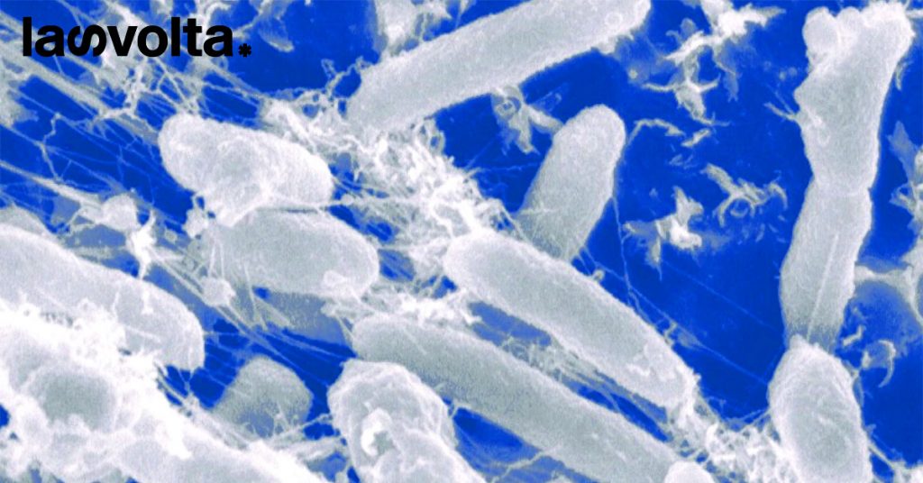 Scoperti microbi mangia plastica a basse temperature
