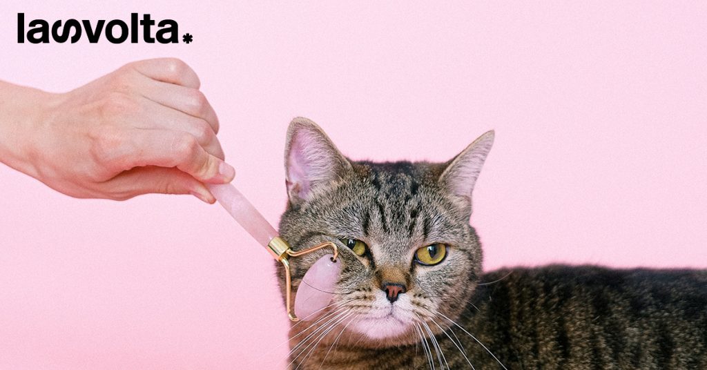 Assalco: in Italia 65 milioni di animali domestici