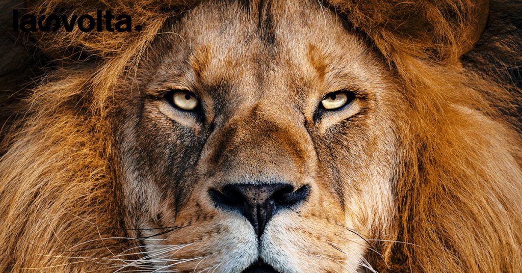 Kenya: c’è un legame tra la strage di leoni e la crisi climatica