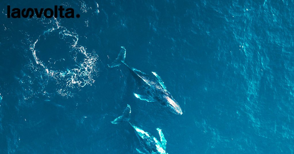 Life conceptu maris: tutti a bordo del progetto Ue