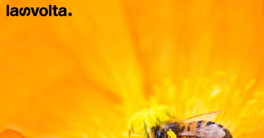 World Bee Day: ecco perché festeggiare gli impollinatori