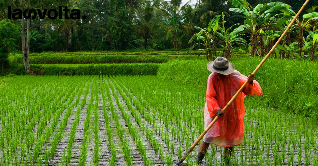 Riso: la crisi climatica costringe a ripensare le coltivazioni