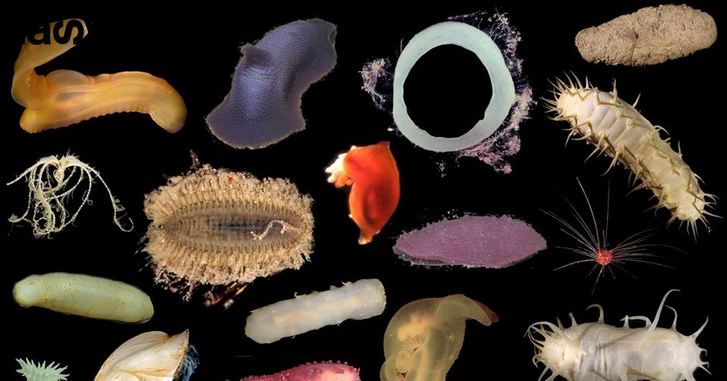 Oceano Pacifico: scoperte 5.000 nuove specie (già in pericolo)
